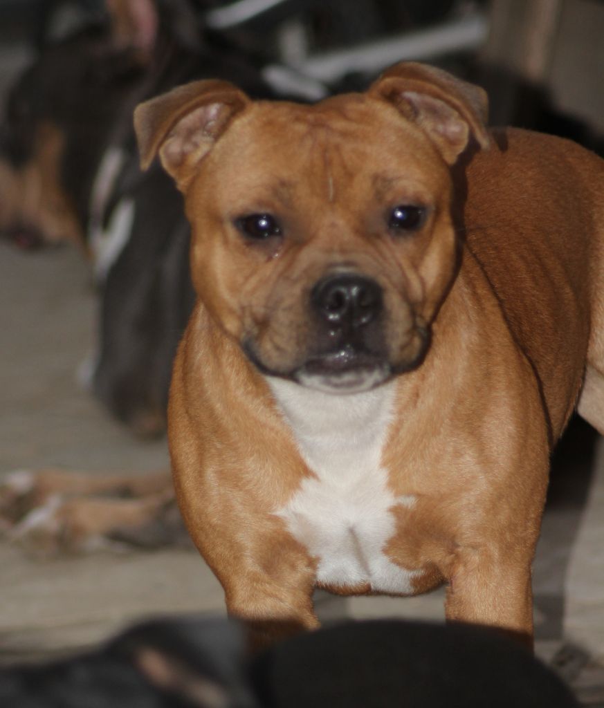 strongbull's knl Preciosa muÃ±eca